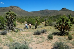 Grand Canyon Land For Sale