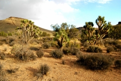 Joshua Trees on Gentle Slope