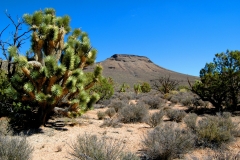 Grand Canyon Land For Sale